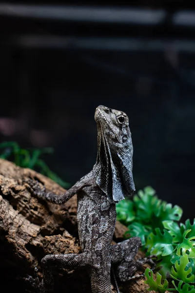 Green lizard long tail standing on a piece of wood dof sharp focus space for text macro reptile jungle aquarium home pet — 스톡 사진