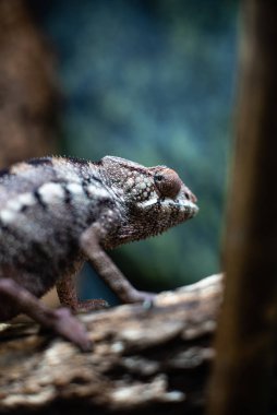 Bukalemun kertenkele çubuk taş üzerinde yürür gözleri keskin odak uzayı bakmak metin makro sürüngen orman akvaryumu ev hayvanı sevimli