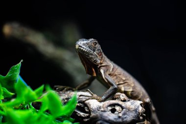 Yeşil kertenkele uzun kuyruk bir tahta parçasının üzerinde duruyor. Metin makro sürüngen orman akvaryumu ev hayvanı için odaklanma alanı.