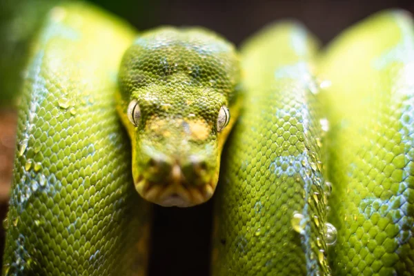 A close-up view of a green tree python slithering on a tree sleeping eyes dof sharp focus space for text macro reptile jungle aquarium home pet cute — Stock Photo, Image