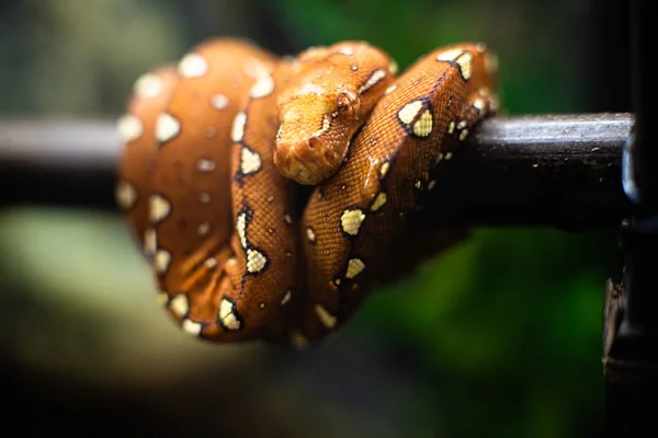 Close-up of the head of a small snake orange on a background of green leaves dof sharp focus space for text macro reptile jungle aquarium home pet cute — Stock Photo, Image