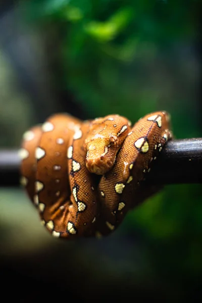 Close-up da cabeça de uma pequena cobra laranja em um fundo de folhas verdes dof espaço foco afiado para texto macro réptil selva aquário casa animal bonito — Fotografia de Stock