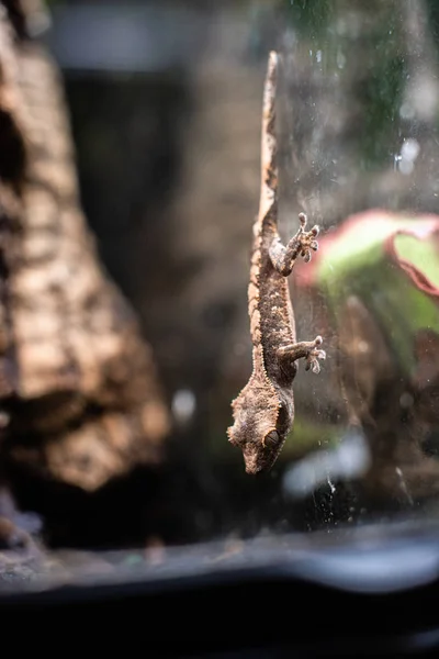 Leopardengecko-Eidechse aus nächster Nähe. niedlicher Gecko Portrait Leopardengecko auf dem Felsen auf Glas dof scharfen Fokus Raum für Text Makro Reptil Dschungel Aquarium Home pet — Stockfoto