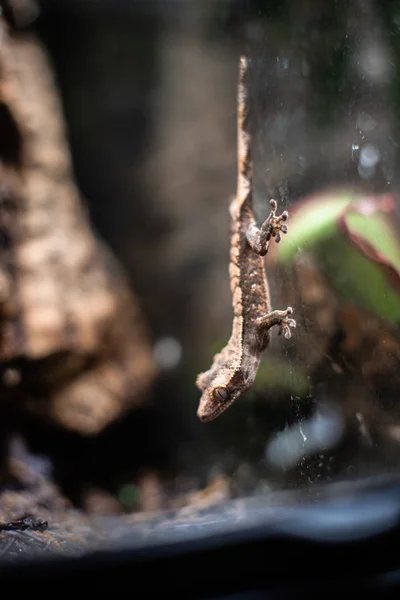 Léopard lézard gecko fermer macro. mignon gecko portrait léopard gecko sur la roche sur verre dof espace de mise au point nette pour texte macro reptile jungle aquarium maison animal de compagnie — Photo