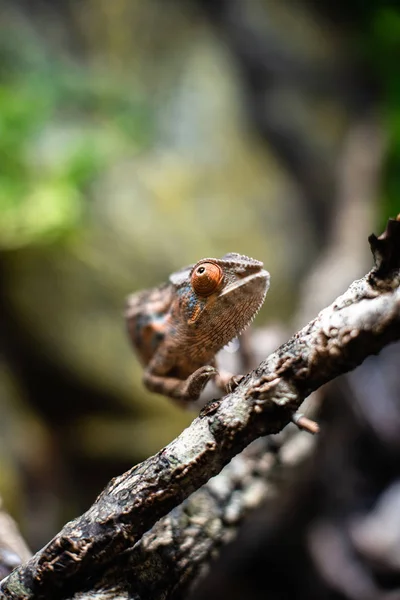 Bukalemun kertenkele çubuk taş üzerinde yürür gözleri keskin odak uzayı bakmak metin makro sürüngen orman akvaryumu ev hayvanı sevimli — Stok fotoğraf