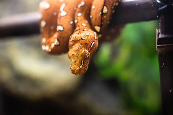 Close-up of the head of a small snake orange on a background of green leaves dof sharp focus space for text macro reptile jungle aquarium home pet cute — Stock Photo, Image