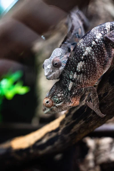 Chameleons jaszczurka na kij kamień spacery patrząc oczy ostry ostrość miejsce na tekst makro gad dżungli akwarium domu zwierzak słodkie — Zdjęcie stockowe
