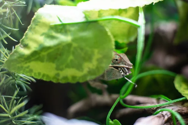 Chamäleon auf einem Ast frisst eine Grille Heuschrecke versteckt Tier Natur natürliche dof scharfen Fokus Raum für Text Makro Reptil Dschungel Aquarium Home pet — Stockfoto