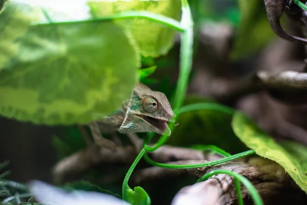 Kriket çekirgesini yiyen bir daldaki bukalemun. Gizli hayvan doğası. Metin makro sürüngen orman akvaryumu evcil hayvanı için keskin odak uzayı. — Stok fotoğraf