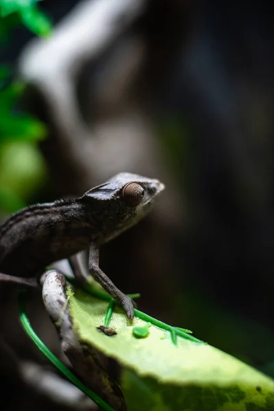 Camaleão verde sentado ramo rocha fundo preto dof espaço foco afiado para texto macro réptil selva aquário casa animal bonito — Fotografia de Stock