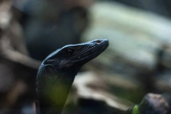 Retrato de lagarto monitor ao vivo varan dof espaço foco afiado para texto macro réptil selva aquário home pet — Fotografia de Stock