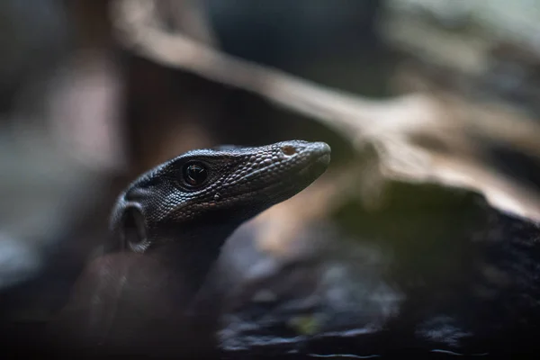 Portrét živého monitoru ještěrka varan dof ostré ohnisko prostor pro text makro plazí džungle akvárium domácí mazlíček — Stock fotografie
