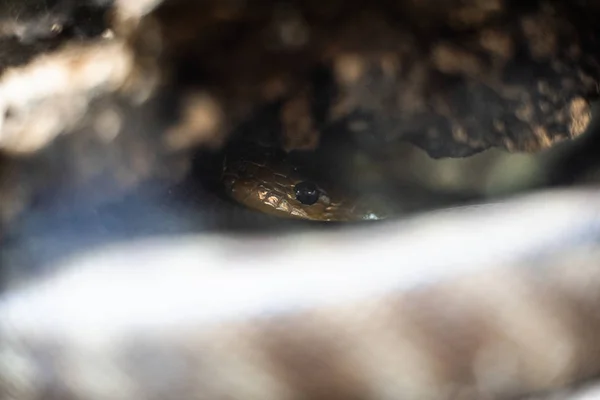 Zelená ještěrka dlouhý ocas stojící na kus dřeva dof ostré ohnisko prostor pro text makro plazí džungle akvárium domácí mazlíček — Stock fotografie