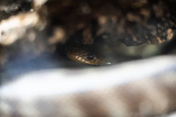 Lagarto verde cola larga de pie en un pedazo de madera dof espacio de enfoque nítido para el texto macro reptil selva acuario hogar mascota —  Fotos de Stock