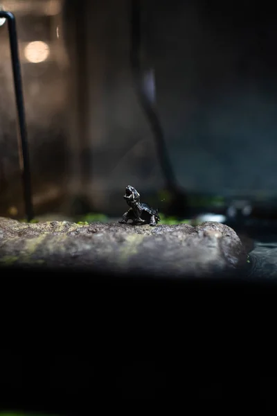 Симпатичная маленькая черная черепаха на каменном дне острых фокусных пространств для текстовых макрорептилий джунглей аквариум домашнего любимца милый — стоковое фото