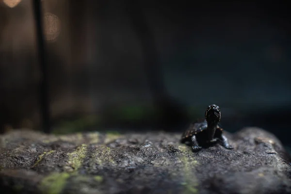 Linda tortuga negra pequeña en la piedra dof espacio de enfoque agudo para el texto macro reptil selva acuario hogar mascota lindo —  Fotos de Stock