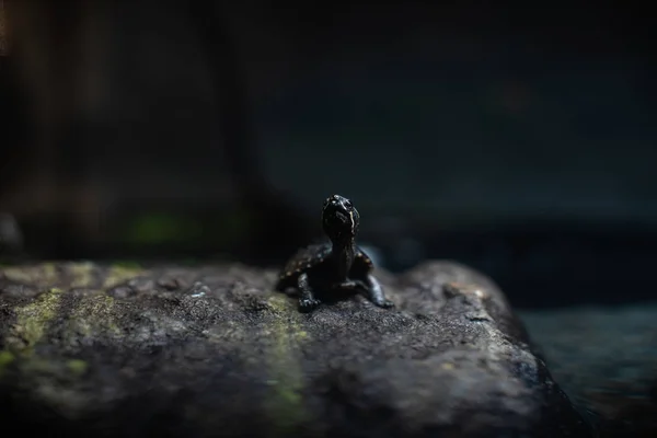 Linda tortuga negra pequeña en la piedra dof espacio de enfoque agudo para el texto macro reptil selva acuario hogar mascota lindo —  Fotos de Stock