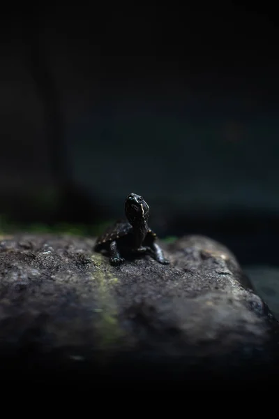 Metin makro sürüngen orman akvaryumu ev hayvanı için keskin odak noktasının üzerindeki şirin küçük siyah kaplumbağa. — Stok fotoğraf