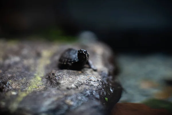 Metin makro sürüngen orman akvaryumu ev hayvanı için keskin odak noktasının üzerindeki şirin küçük siyah kaplumbağa. — Stok fotoğraf