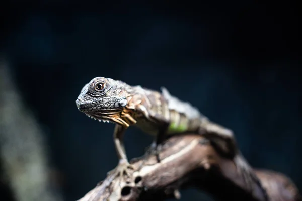 Green lizard long tail standing on a piece of wood dof sharp focus space for text macro reptile jungle aquarium home pet — 스톡 사진