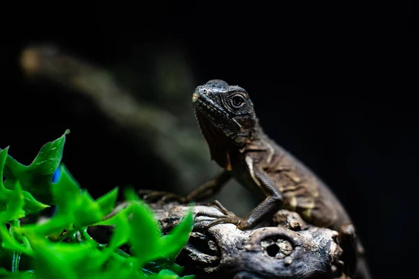 Longue queue de lézard vert debout sur un morceau de bois dof espace de mise au point nette pour le texte macro reptile jungle aquarium maison animal — Photo