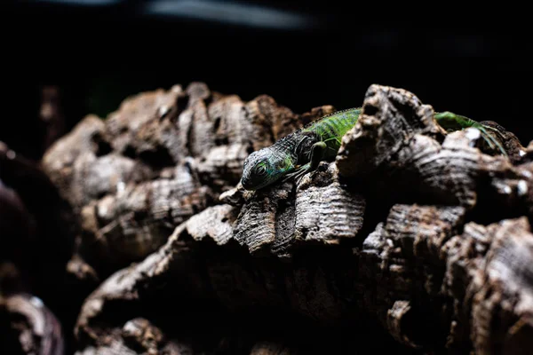 Yeşil kertenkele uzun kuyruk bir tahta parçasının üzerinde duruyor. Metin makro sürüngen orman akvaryumu ev hayvanı için odaklanma alanı. — Stok fotoğraf