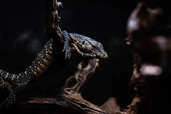 Portrait de moniteur vivant lézard varan dof netteté focus espace pour texte macro reptile jungle aquarium accueil animal — Photo
