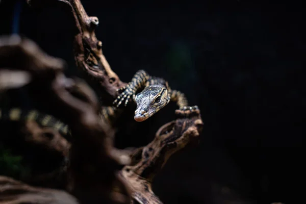 Retrato de lagarto monitor ao vivo varan dof espaço foco afiado para texto macro réptil selva aquário home pet — Fotografia de Stock