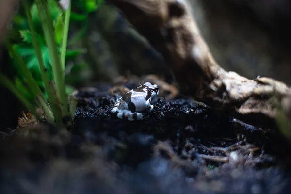 Modrá a černá jedovatá šipka žába Dendrobates auratus dof ostré ohnisko prostor pro text makro plazí džungle akvárium domácí mazlíček roztomilý — Stock fotografie