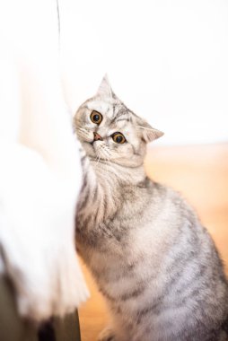 Oyuncu İskoç kedisi keskin odaklı, yumuşak aile zamanı çocuklar için ev eğlencesi konsepti