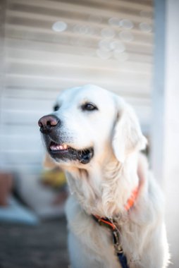 Golden retriever dog açık havada yaz plajında beyaz tüylü sevimli aile tatili konsept alanı dof