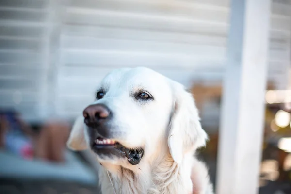 Golden retriever dog açık havada yaz plajında beyaz tüylü sevimli aile tatili konsept alanı dof