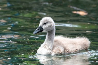Suyun üzerinde yeni yumurtadan çıkmış cygnet bebek kuğu beyaz tüylü sevimli aile