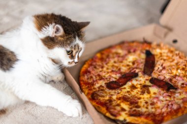 Cute Little cat pizza home carpet dof smell hungry space for text clipart