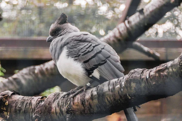 Fågel i naturliga livsmiljöer fluffiga fjädrar näbb grå skönhet — Stockfoto
