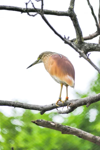 Burung di habitat alami bulu berbulu halus paruh abu-abu kecantikan — Stok Foto