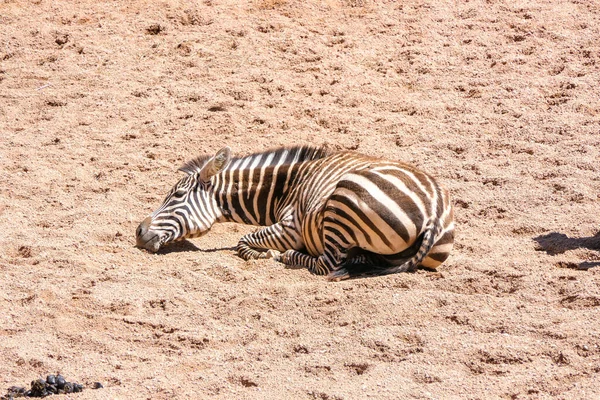Zebra deitada no chão descansando em um dia quente ensolarado — Fotografia de Stock