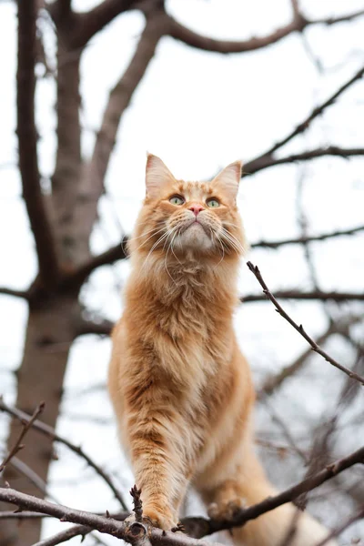 Maine coon kedi — Stok fotoğraf