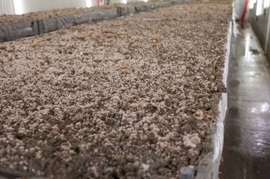 Miselyum mantar petrol