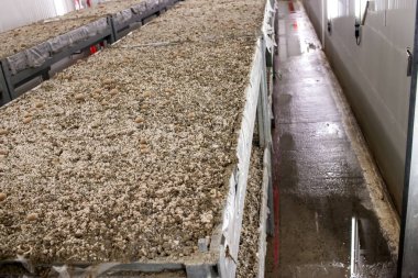 Miselyum mantar petrol