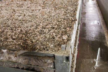 Miselyum mantar petrol