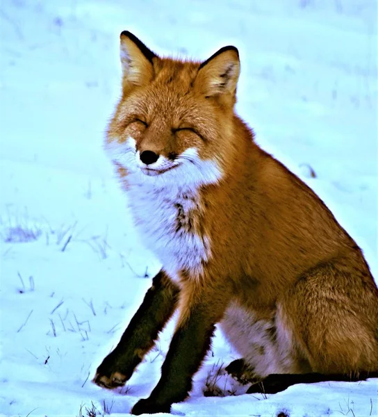 Red fox with a white breast sits in the snow