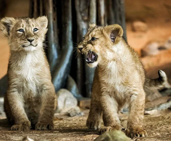 Little lion cub growls at his brother