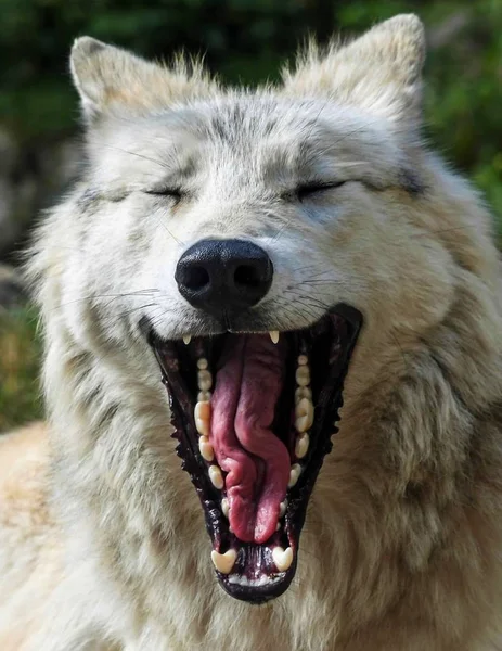 The head of a white wolf with wide open mouth