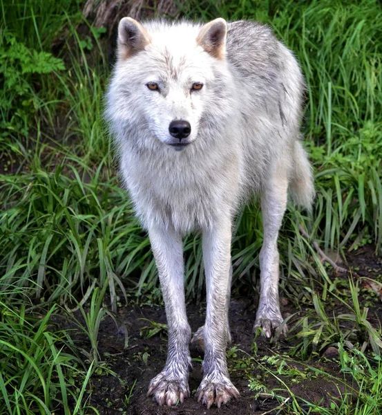 White wolf stands in the green grass