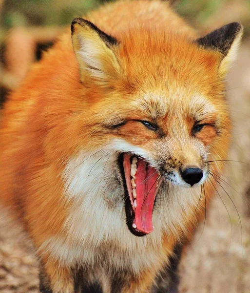 Fox with open mouth animal mammals wildlife close up