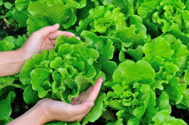 eller kadın yeşil salata malzeme çekme