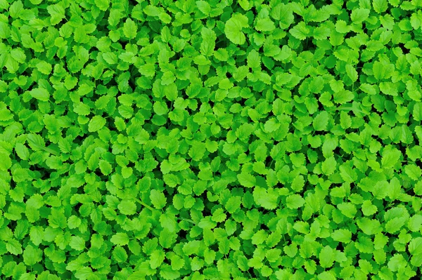 Motherwort zelené rostliny — Stock fotografie