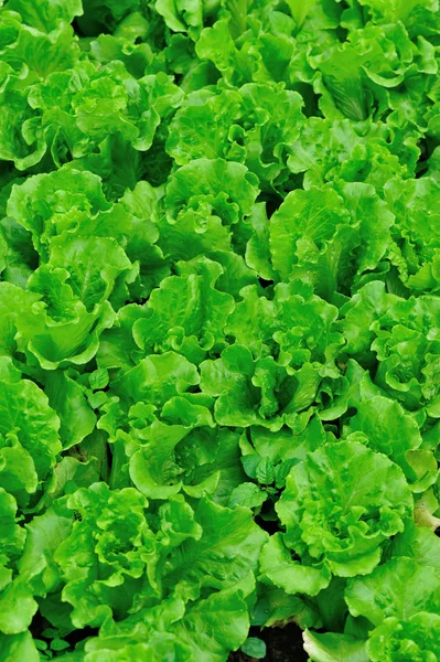 Зеленые салаты — стоковое фото