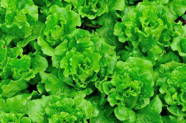 Zielona sałata rośliny — Zdjęcie stockowe